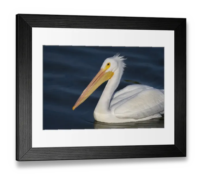 Framed Print : White Pelican Portrait
