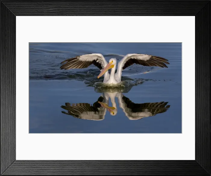 Framed Print : White Pelican with Reflection Framed Print : White Pelican with Reflection