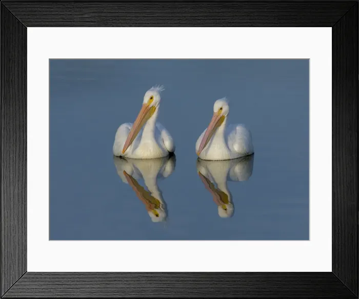 Framed Print : White Pelicans with Reflection Framed Print : White Pelicans with Reflection