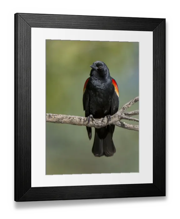 Framed Print : perched blackbird Framed Print : perched blackbird