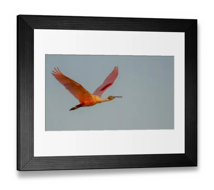 Framed Print : Spoonbill In Flight Framed Print : Spoonbill In Flight