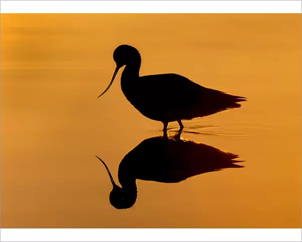 Avocet Silhouetted at Sunrise with Reflection
