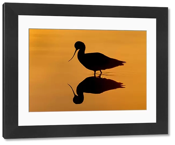 Avocet Silhouetted at Sunrise with Reflection