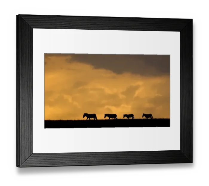 Framed Print : zebra silhouette Framed Print : zebra silhouette