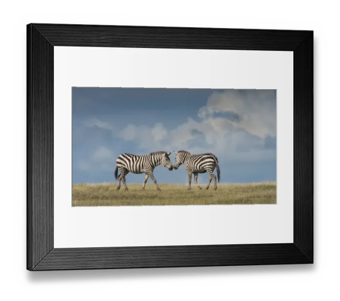 Framed Print : nose to nose zebra Framed Print : nose to nose zebra