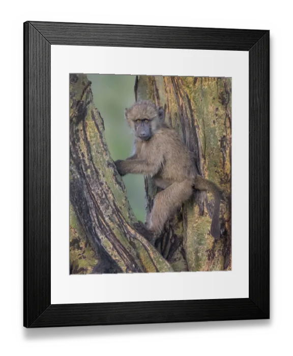 Framed Print : young baboon at sunset Framed Print : young baboon at sunset