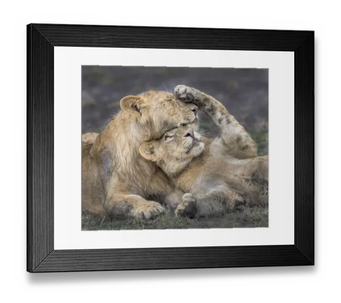 Framed Print : lion cub portrait Framed Print : lion cub portrait