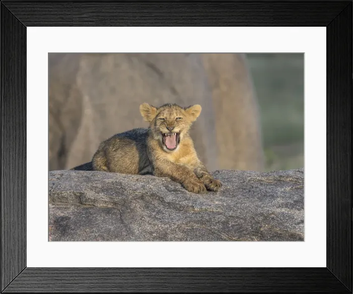 Framed Print : lion cub portrait
