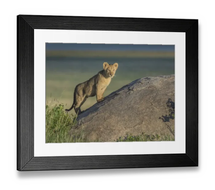 Framed Print : lion cub portrait Framed Print : lion cub portrait