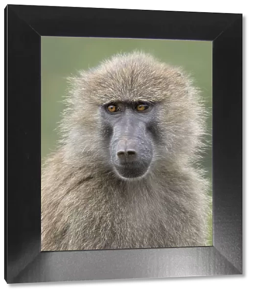 baboon portrait close up