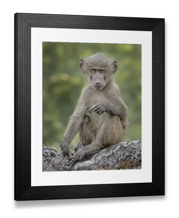 Framed Print : baboon on tree branch Framed Print : baboon on tree branch
