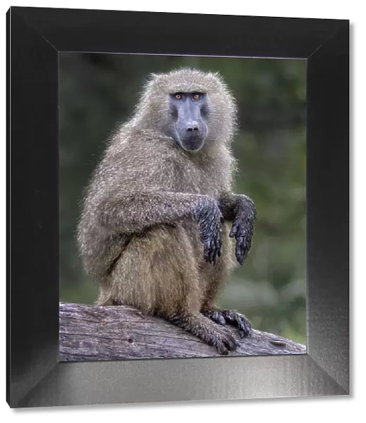 Baboon on branch