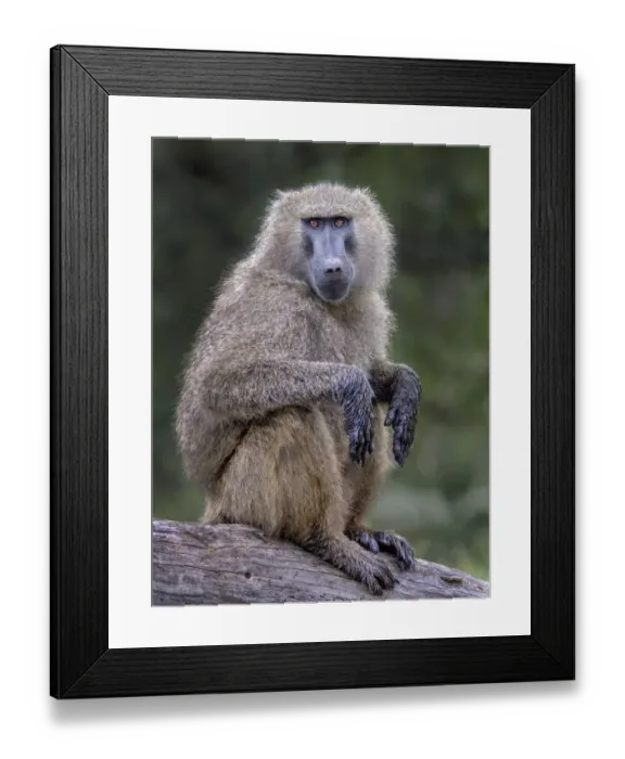 Framed Print : Baboon on branch Framed Print : Baboon on branch