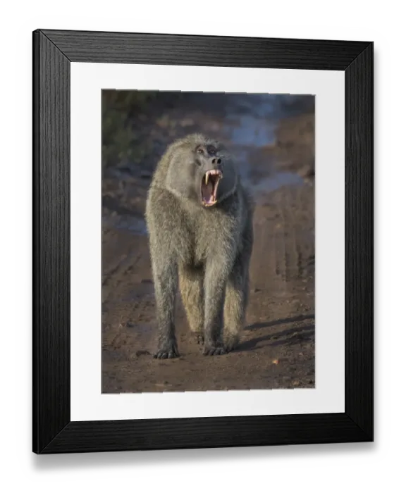 Framed Print : walking baboon Framed Print : walking baboon