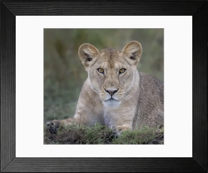 Framed Print : Young lion portrait Framed Print : Young lion portrait