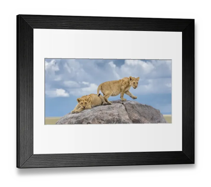 Framed Print : lion cub portrait Framed Print : lion cub portrait