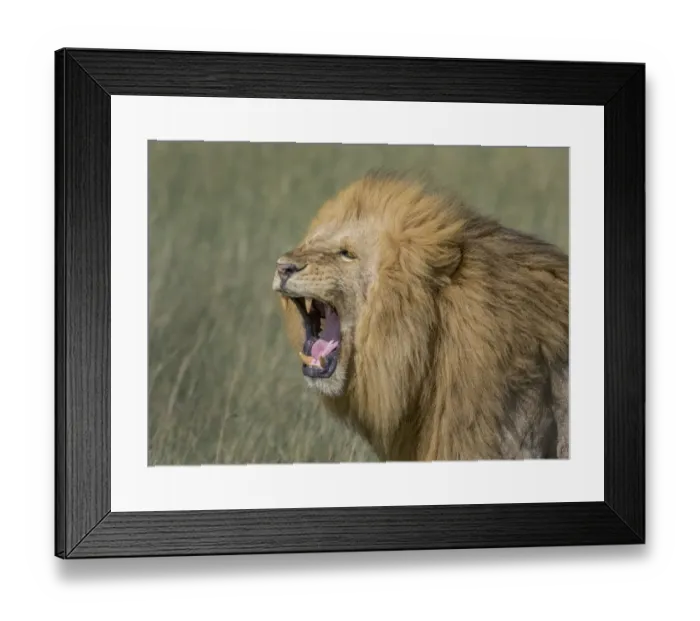 Framed Print : growling with mouth open Framed Print : growling with mouth open