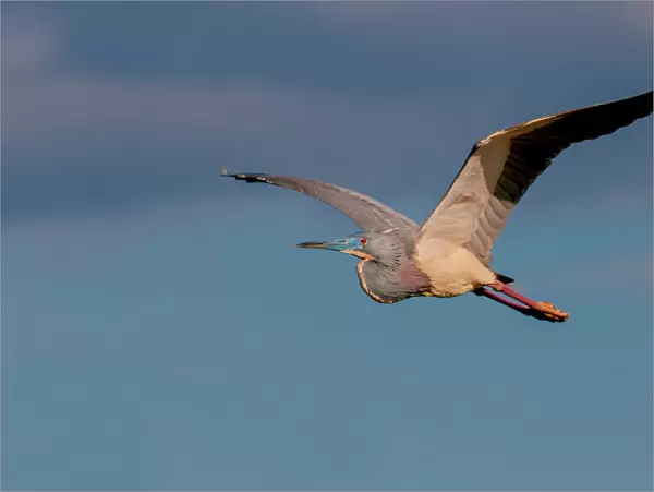 Tricolor heron in flight