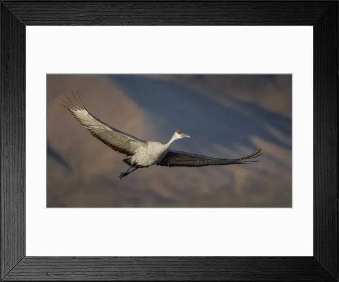 Framed Print : Sandhill Cranes in Flight In Bosque Del Apache Framed Print : Sandhill Cranes in Flight In Bosque Del Apache