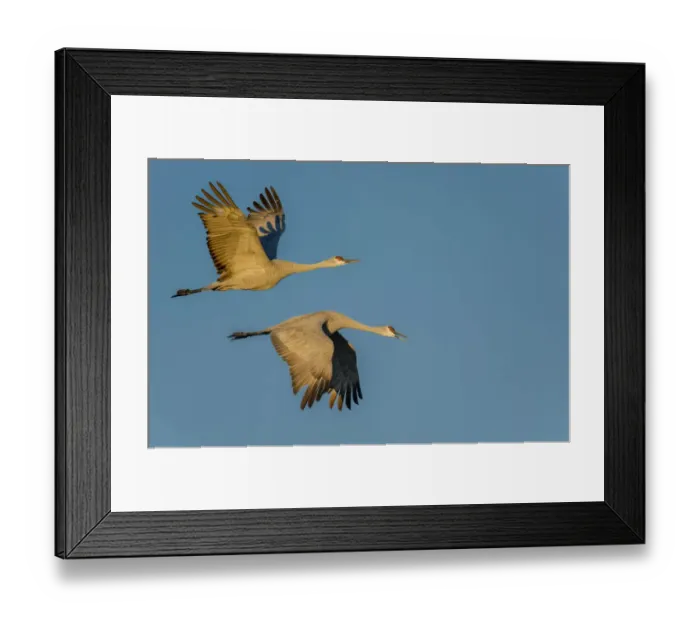 Framed Print : Sandhill Cranes in Flight In Bosque Del Apache Framed Print : Sandhill Cranes in Flight In Bosque Del Apache