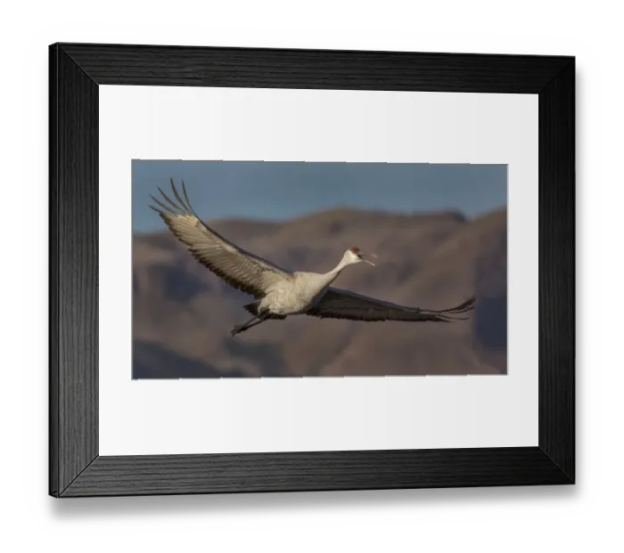 Framed Print : Sandhill Cranes in Flight In Bosque Del Apache Framed Print : Sandhill Cranes in Flight In Bosque Del Apache