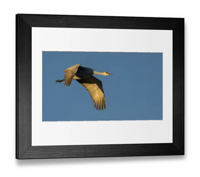 Framed Print : Sandhill Cranes in Flight In Bosque Del Apache Framed Print : Sandhill Cranes in Flight In Bosque Del Apache
