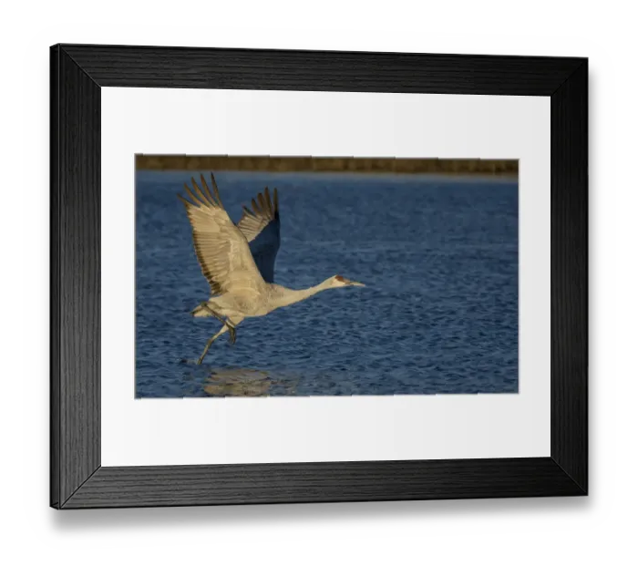 Framed Print : Sandhill Cranes Framed Print : Sandhill Cranes