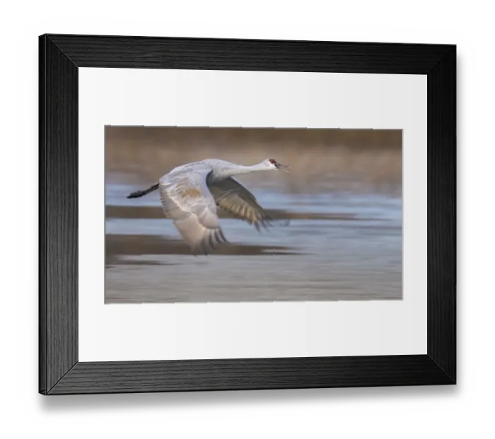 Framed Print : Sandhill Cranes in Flight In Bosque Del Apache Framed Print : Sandhill Cranes in Flight In Bosque Del Apache