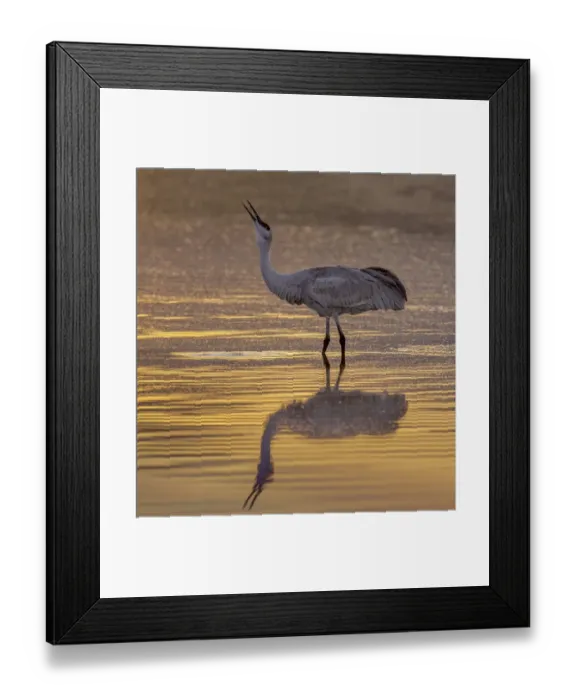 Framed Print : Sandhill Cranes Framed Print : Sandhill Cranes