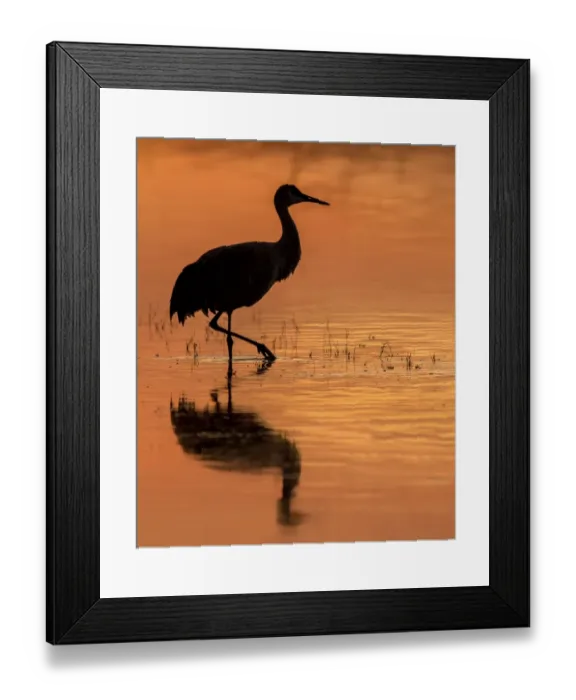 Framed Print : Sandhill Cranes Framed Print : Sandhill Cranes