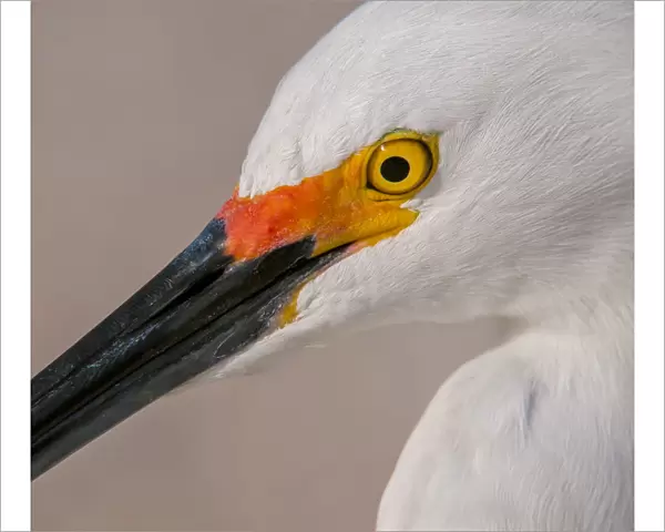 Snowy Egret portrait
