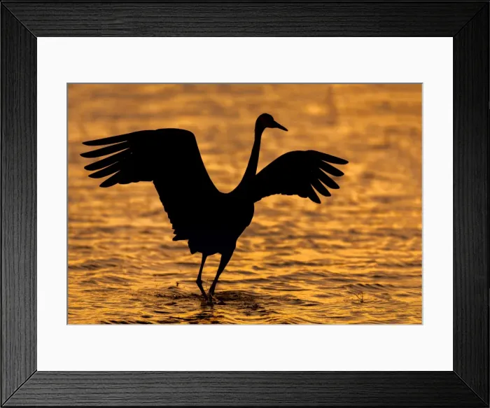 Framed Print : Sandhill Cranes in Flight In Bosque Del Apache Framed Print : Sandhill Cranes in Flight In Bosque Del Apache