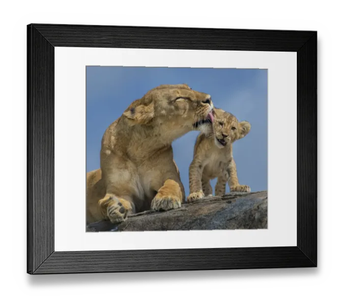 Framed Print : Lioness and cubs