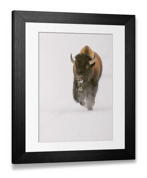 Framed Print : Bison in snow Framed Print : Bison in snow