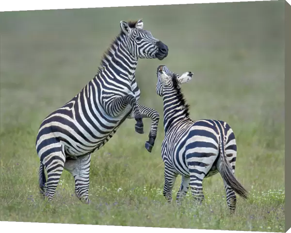 fighting zebras