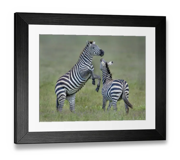 Framed Print : fighting zebras Framed Print : fighting zebras