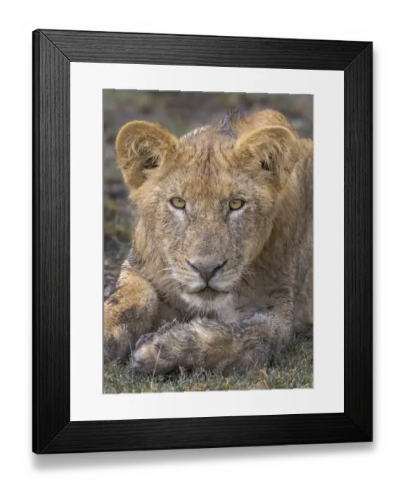 Framed Print : lion cub portrait Framed Print : lion cub portrait