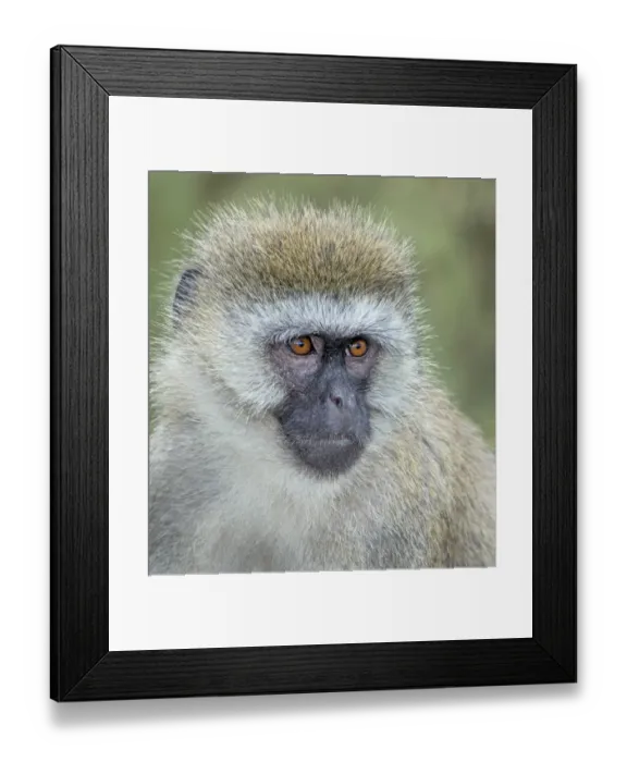 Framed Print : Vervet monkey portrait Framed Print : Vervet monkey portrait