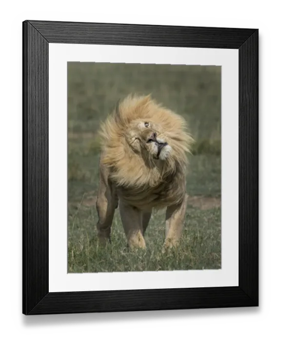 Framed Print : Male Lion. mature male lion portrait Framed Print : Male Lion. mature male lion portrait