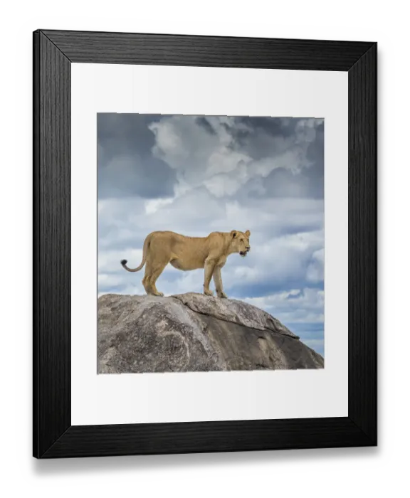 Framed Print : Lioness dragging wildebeest kill in the Serengeti Framed Print : Lioness dragging wildebeest kill in the Serengeti