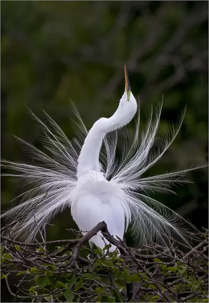 Great Egret Mating Display Florida