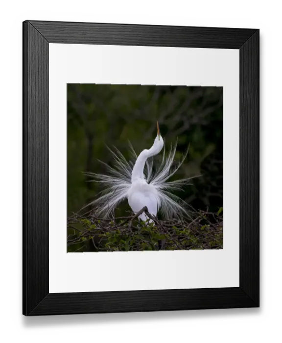 Framed Print : Great Egret Mating Display Florida Framed Print : Great Egret Mating Display Florida