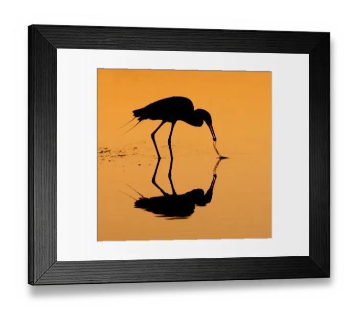 Framed Print : reddish egret in silhouette Framed Print : reddish egret in silhouette