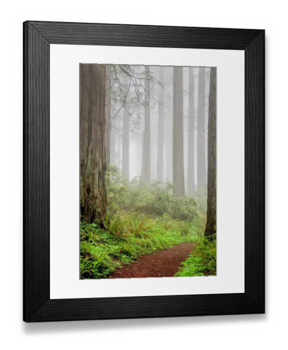 Framed Print : redwoods, trunks, fog, California Framed Print : redwoods, trunks, fog, California