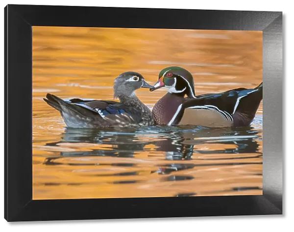 male and female wood ducks in autumn