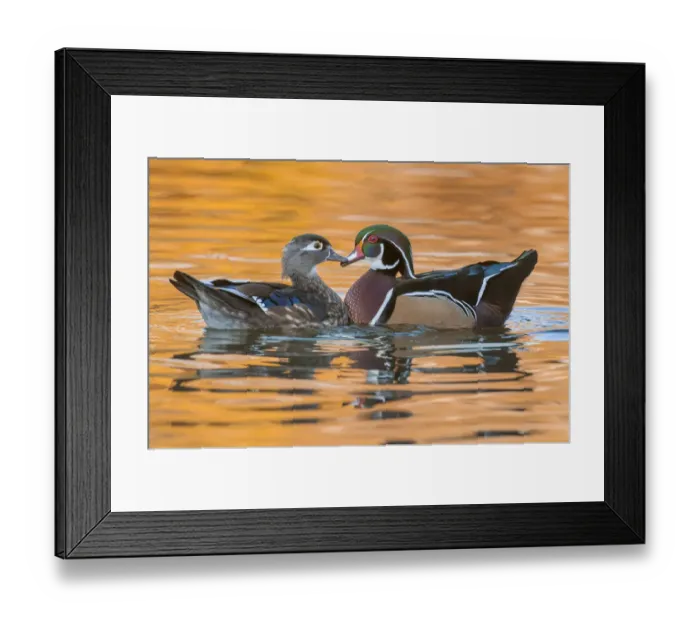 Framed Print : male and female wood ducks in autumn Framed Print : male and female wood ducks in autumn
