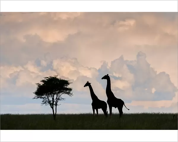 giraffe, Serengeti, silhouette, interaction