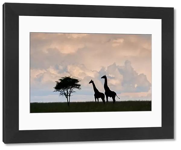 giraffe, Serengeti, silhouette, interaction