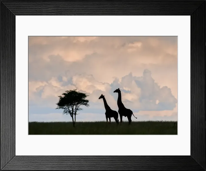 Framed Print : giraffe, Serengeti, silhouette, interaction Framed Print : giraffe, Serengeti, silhouette, interaction