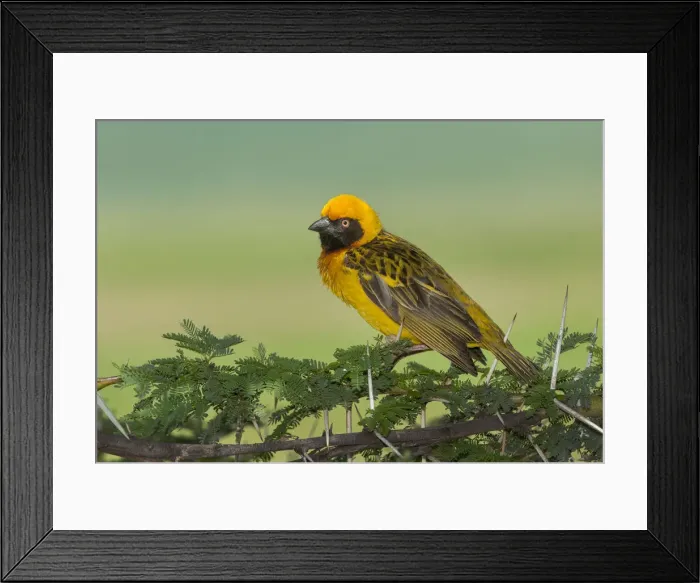 Framed Print : Masked Weaver in Ngorongoro Crater Framed Print : Masked Weaver in Ngorongoro Crater